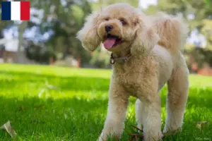 Mehr über den Artikel erfahren Cavoodle Züchter und Welpen in Frankreich