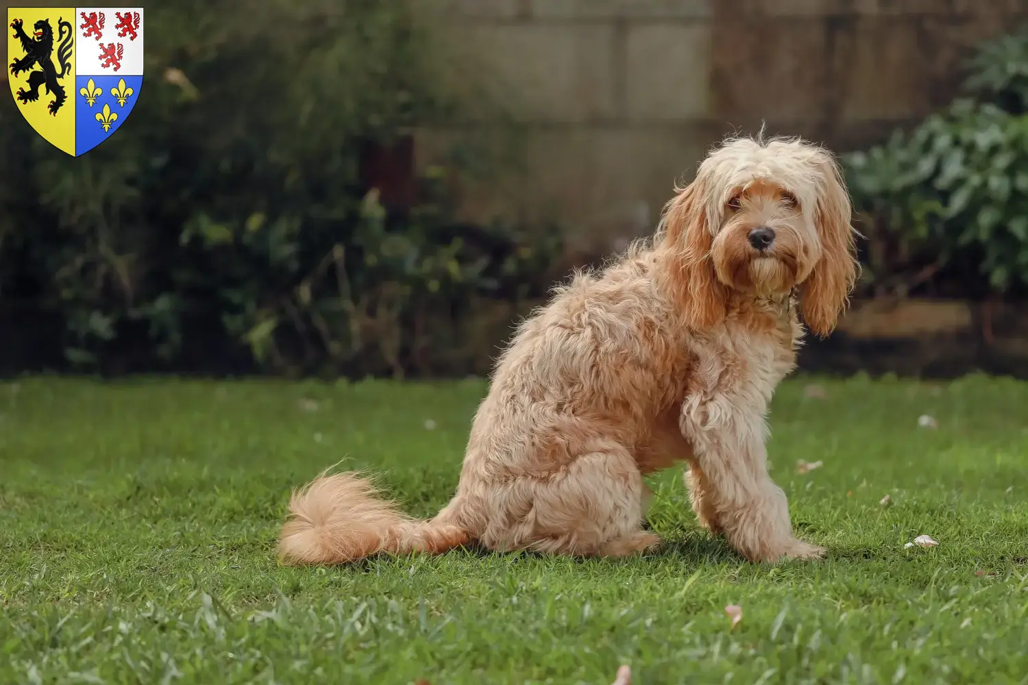 Cavoodle Welpen und Züchter Hauts-de-France Hier findest Du Cavoodles Züchter in Hauts-de-France.