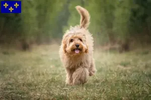 Mehr über den Artikel erfahren Cavoodle Züchter und Welpen in Île-de-France