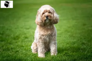 Mehr über den Artikel erfahren Cavoodle Züchter und Welpen auf Korsika