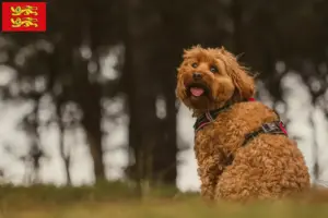 Mehr über den Artikel erfahren Cavoodle Züchter und Welpen in der Normandie