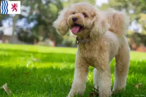 Mehr über den Artikel erfahren Cavoodle Züchter und Welpen in Nouvelle-Aquitaine