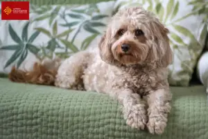 Mehr über den Artikel erfahren Cavoodle Züchter und Welpen in Okzitanien