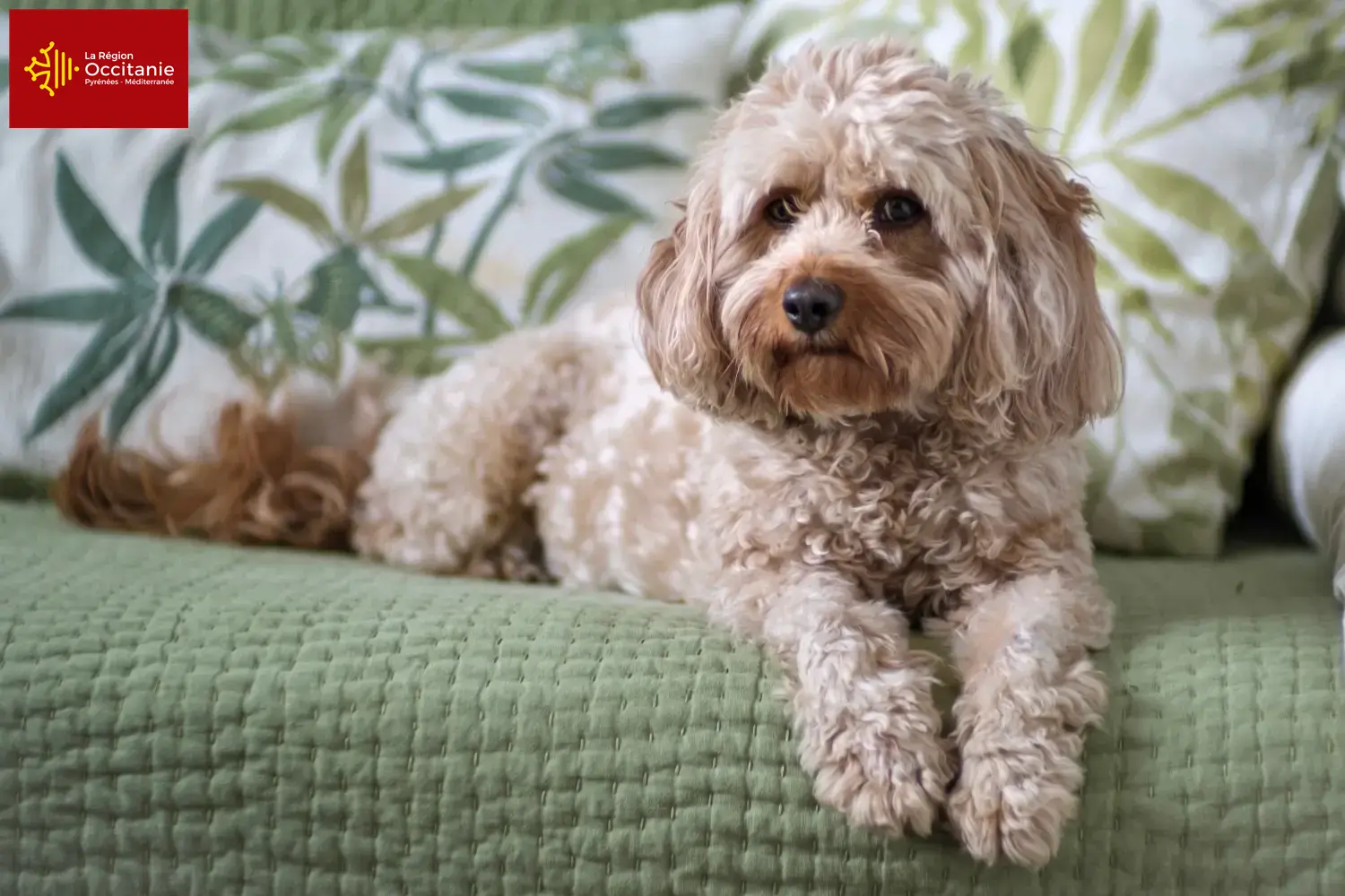 Cavoodle Welpen und Züchter Okzitanien Hier findest Du Cavoodles Züchter in Okzitanien.