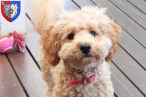 Mehr über den Artikel erfahren Cavoodle Züchter und Welpen in Pays de la Loire