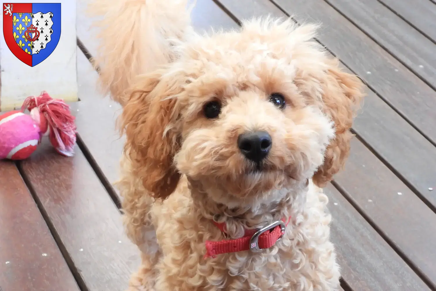 Cavoodle Welpen und Züchter Pays de la Loire Hier findest Du Cavoodles Züchter in Pays de la Loire.