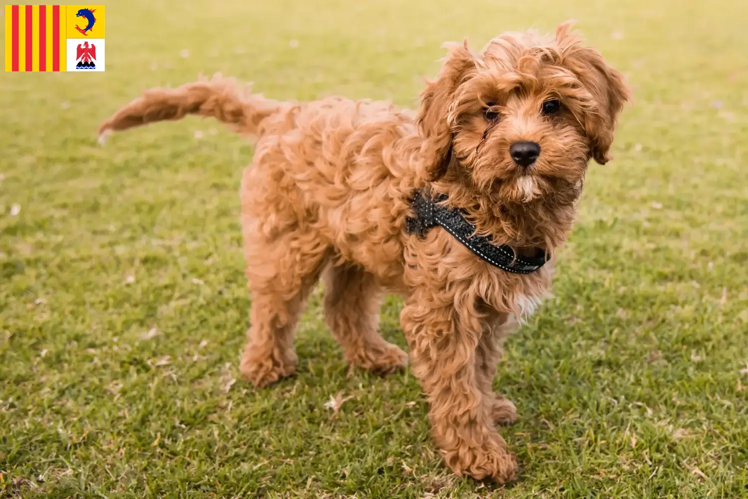 Cavoodle Welpen und Züchter Provence-Alpes-Côte d’Azur Hier findest Du Cavoodles Züchter in der Provence-Alpes-Côte d’Azur.