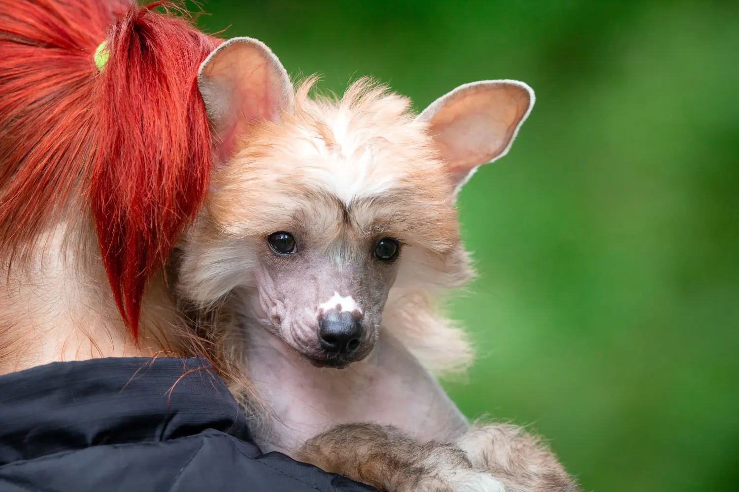 Einen Chinese Crested Dog Welpen zu kaufen, bedeutet Verantwortung zu übernehmen! Chinese Crested Dog Welpen kaufen.