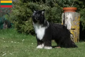 Mehr über den Artikel erfahren Chinese Crested Dog Züchter und Welpen in Litauen