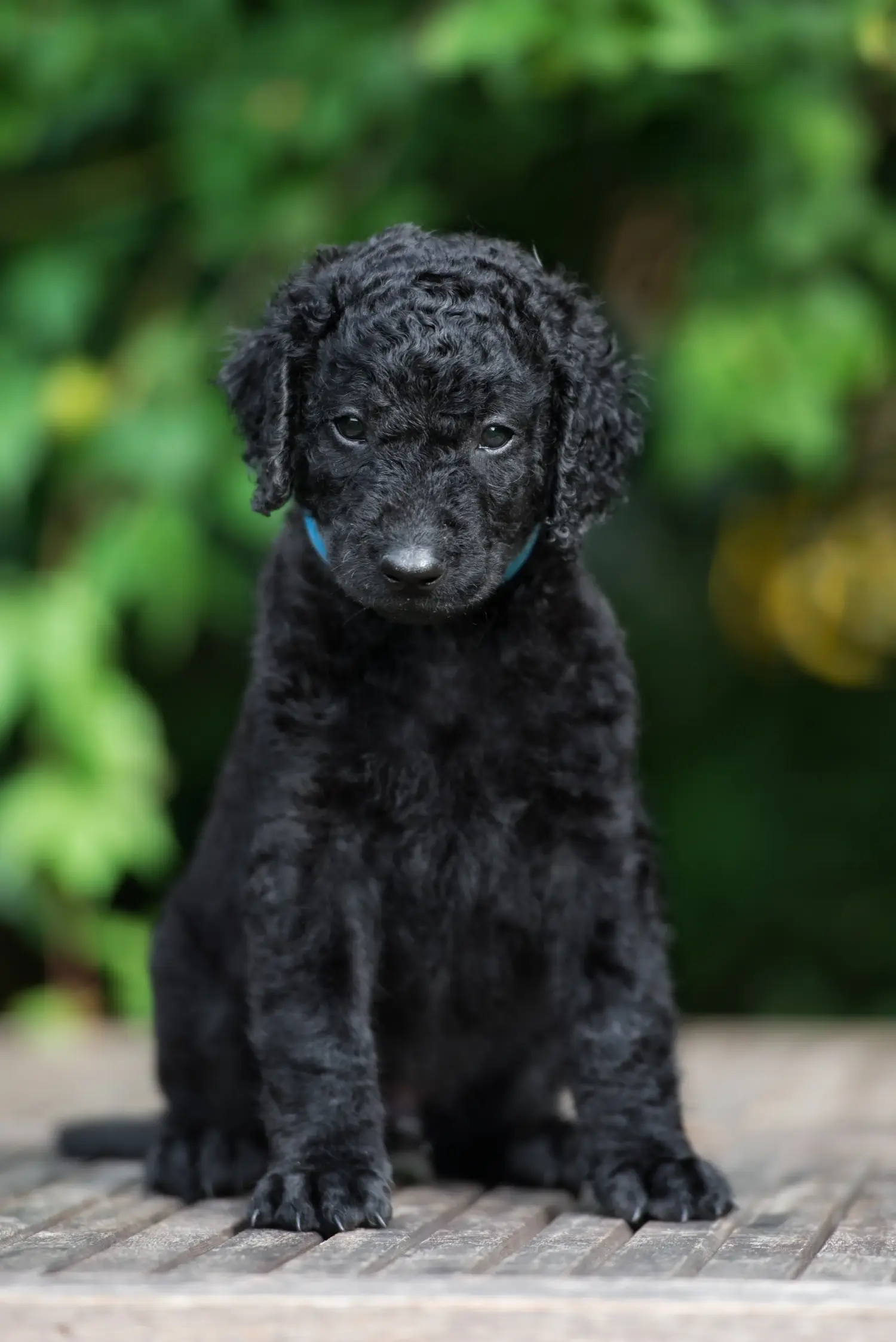 Einen Curly Coated Retriever Welpen zu kaufen, bedeutet Verantwortung zu übernehmen! Curly Coated Retriever Welpen kaufen.