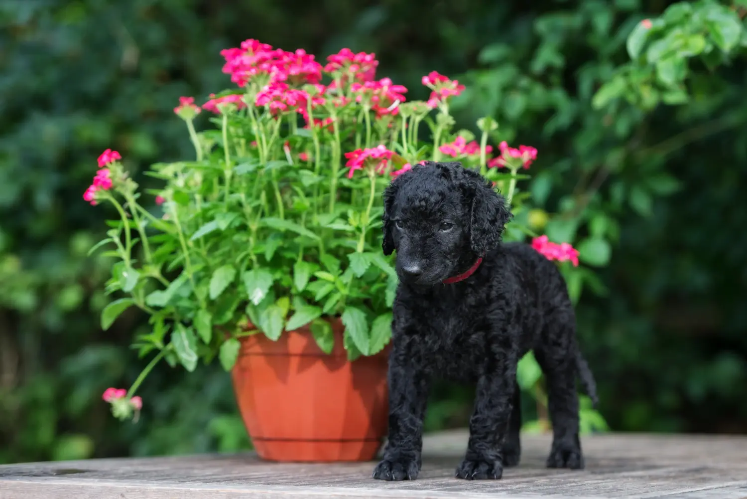 Einen Curly Coated Retriever Welpen zu kaufen, bedeutet Verantwortung zu übernehmen! Curly Coated Retriever Welpen kaufen.
