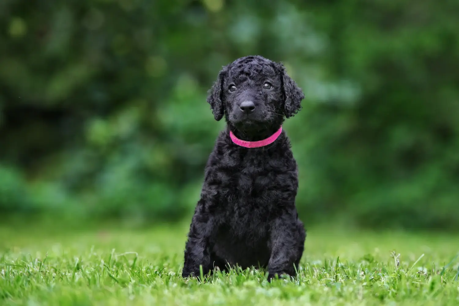 Einen Curly Coated Retriever Welpen zu kaufen, bedeutet Verantwortung zu übernehmen! Curly Coated Retriever Welpen kaufen.