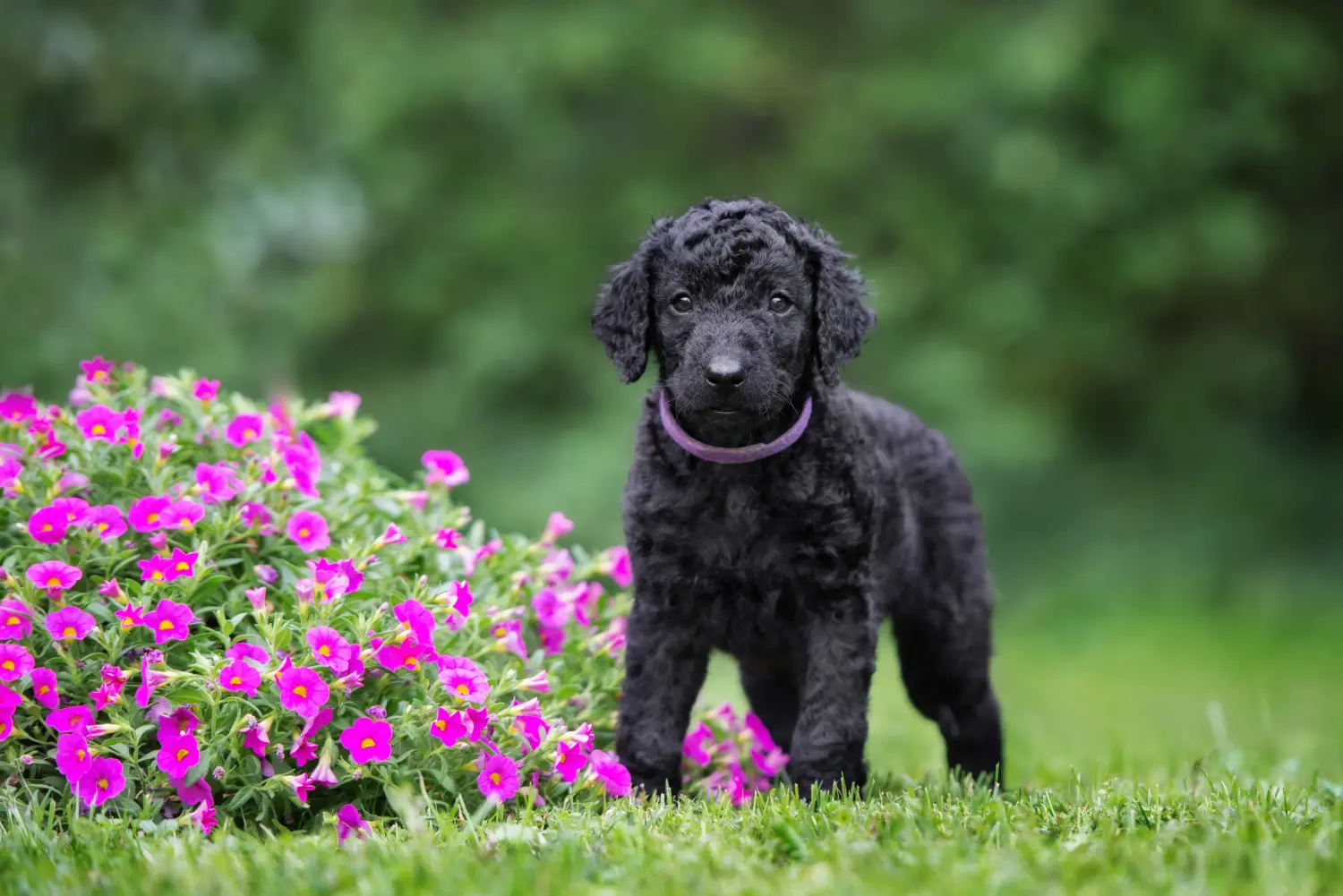 Einen Curly Coated Retriever Welpen zu kaufen, bedeutet Verantwortung zu übernehmen! Curly Coated Retriever Welpen kaufen.