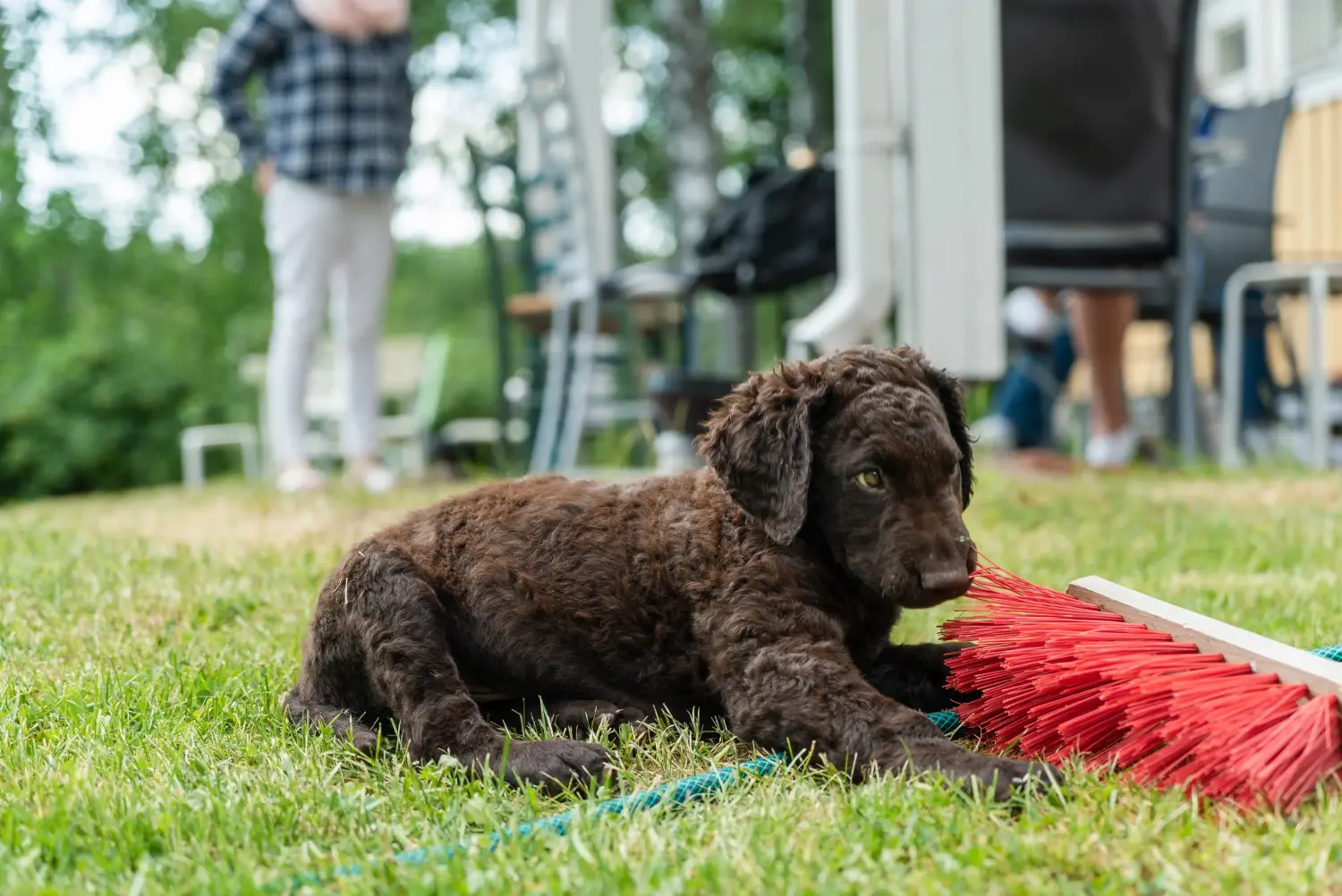 Einen Curly Coated Retriever Welpen zu kaufen, bedeutet Verantwortung zu übernehmen! Curly Coated Retriever Welpen kaufen.