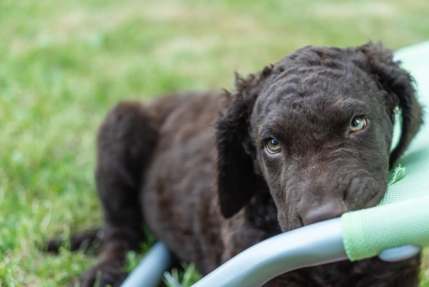 Einen Curly Coated Retriever Welpen zu kaufen, bedeutet Verantwortung zu übernehmen! Curly Coated Retriever Welpen kaufen.