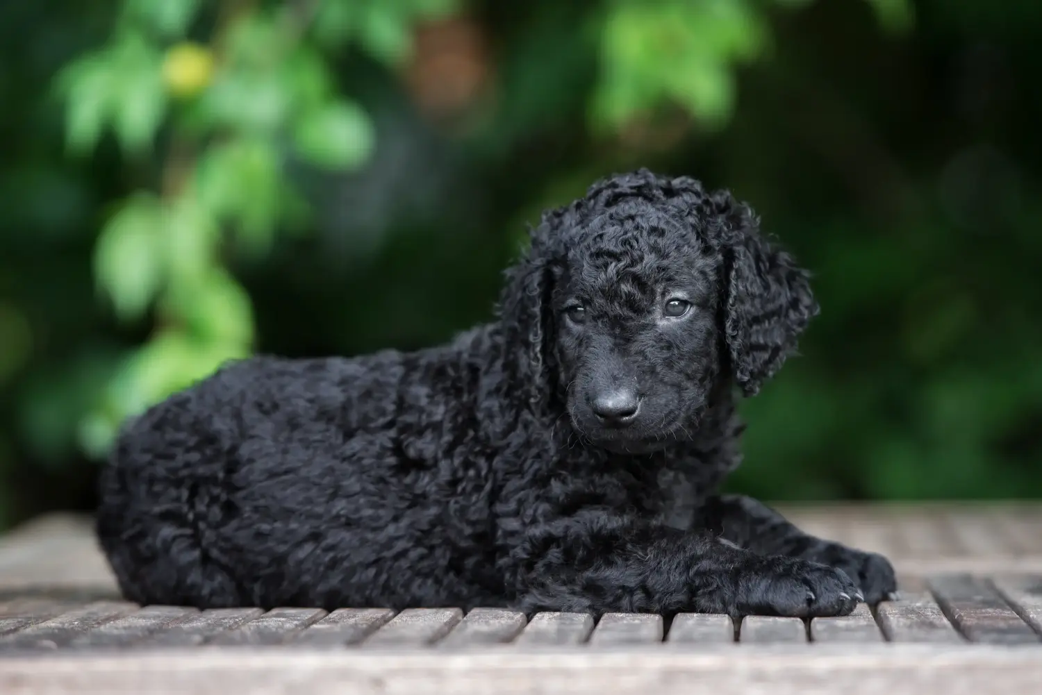 Einen Curly Coated Retriever Welpen zu kaufen, bedeutet Verantwortung zu übernehmen! Curly Coated Retriever Welpen kaufen.