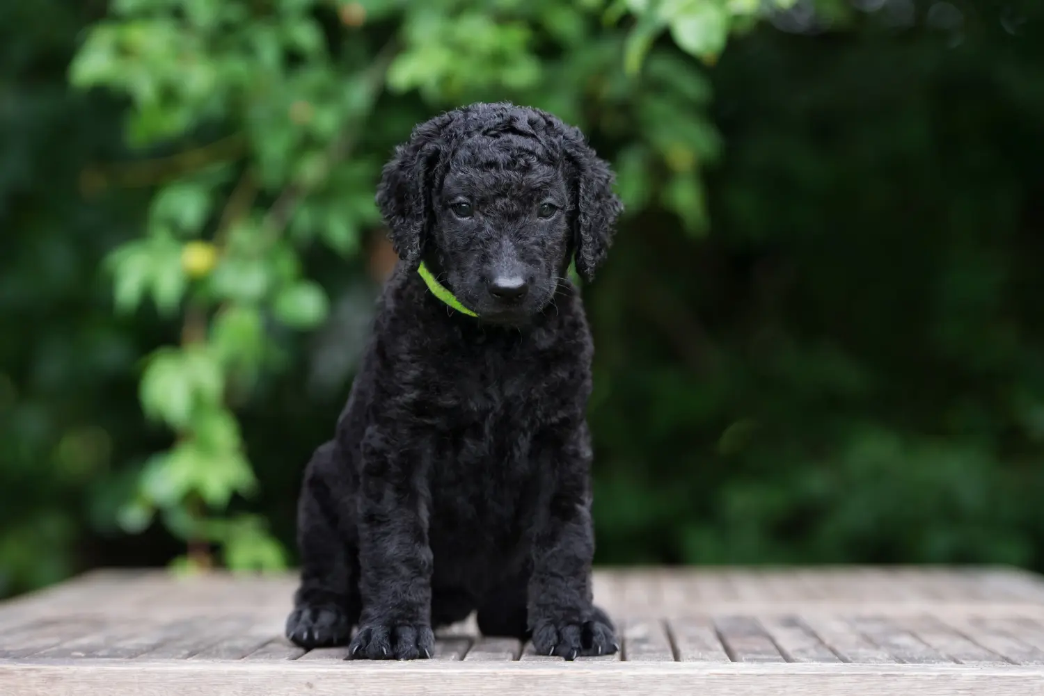 Einen Curly Coated Retriever Welpen zu kaufen, bedeutet Verantwortung zu übernehmen! Curly Coated Retriever Welpen kaufen.