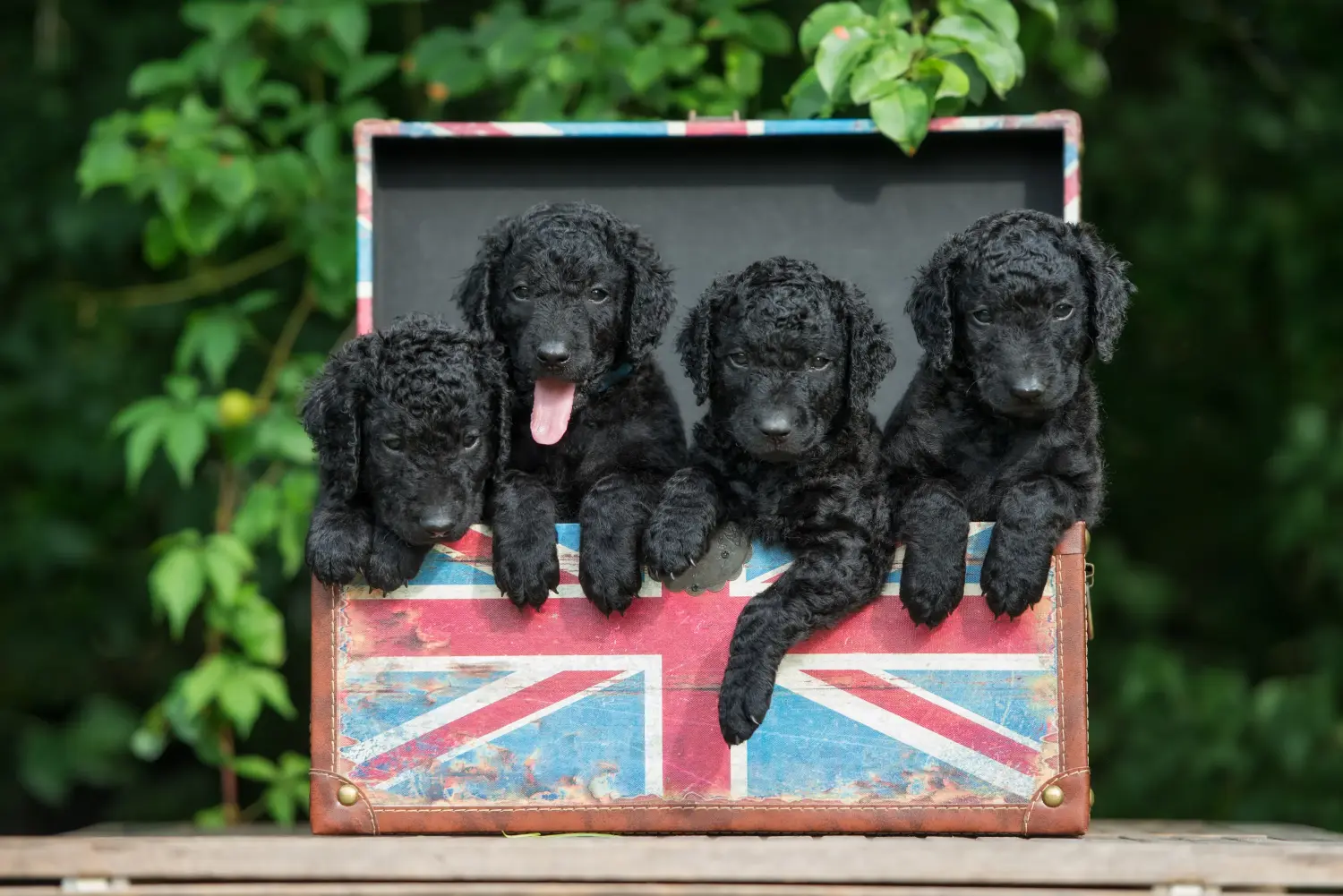 Einen Curly Coated Retriever Welpen zu kaufen, bedeutet Verantwortung zu übernehmen! Curly Coated Retriever Welpen kaufen.