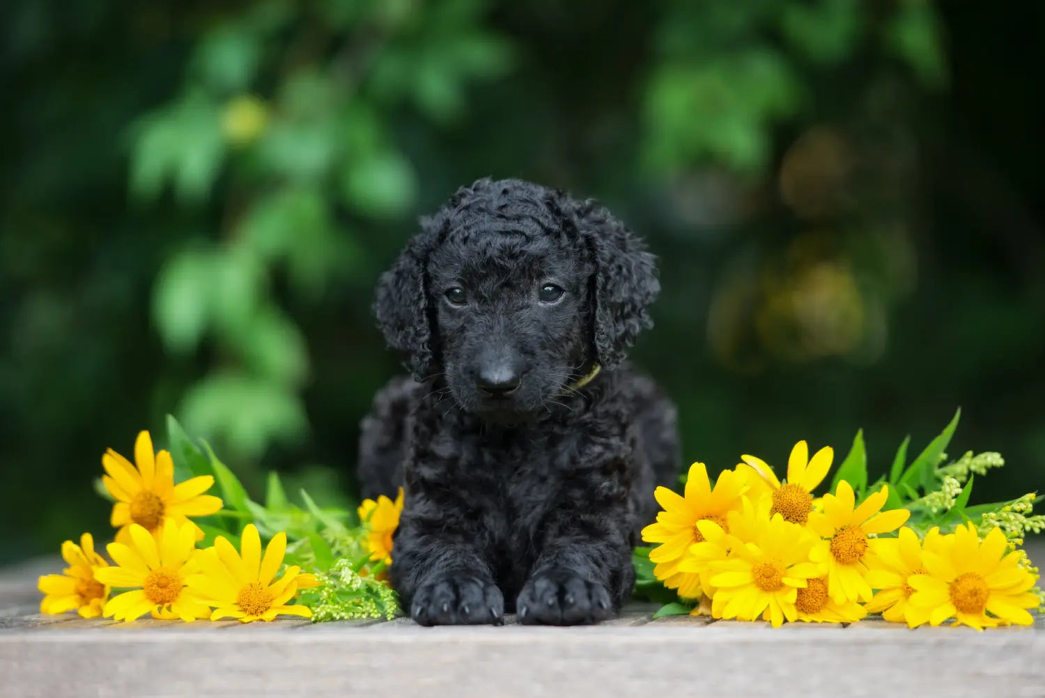 Einen Curly Coated Retriever Welpen zu kaufen, bedeutet Verantwortung zu übernehmen! Curly Coated Retriever Welpen kaufen.