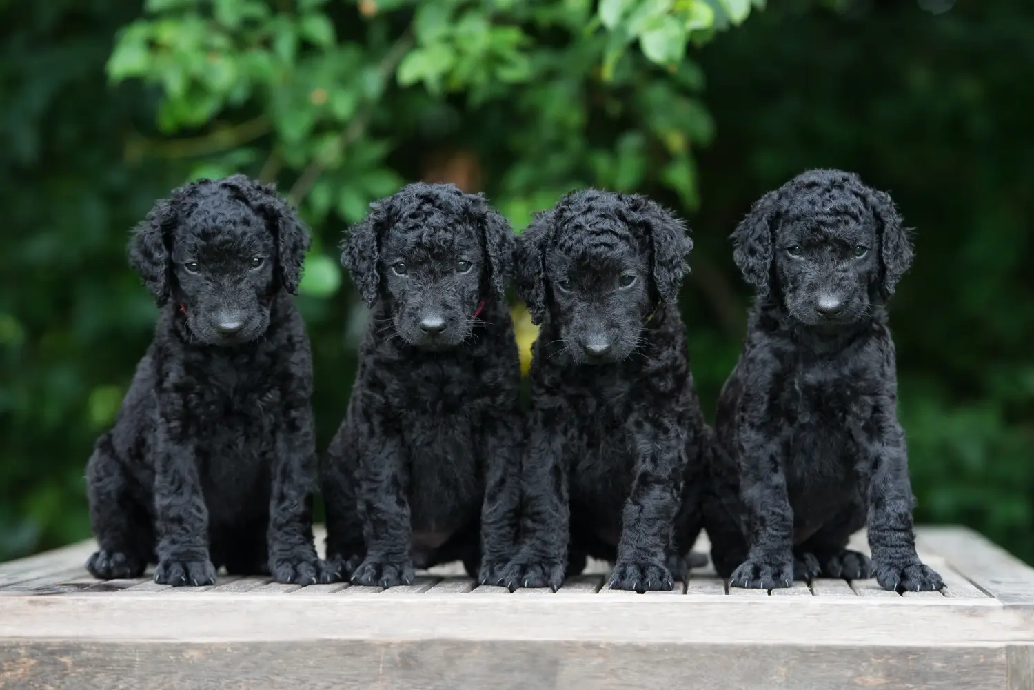 Einen Curly Coated Retriever Welpen zu kaufen, bedeutet Verantwortung zu übernehmen! Curly Coated Retriever Welpen kaufen.