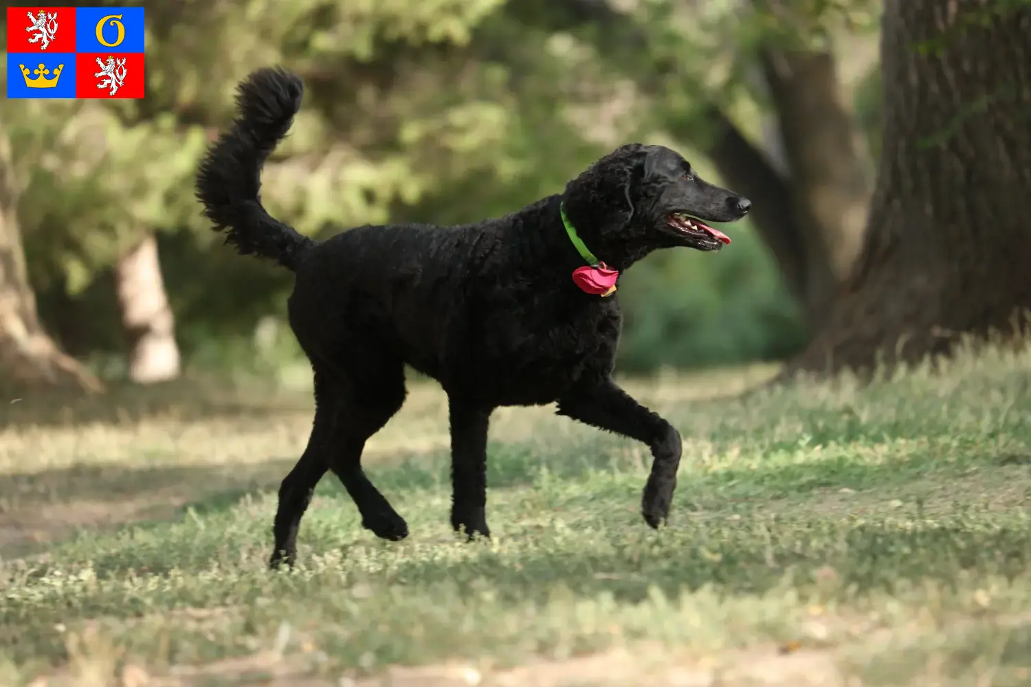 Curly Coated Retriever Welpen und Züchter Hradec Králové Hier findest Du Curly Coated Retriever Züchter in Hradec Králové.