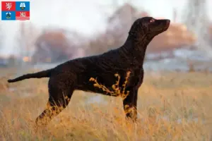 Mehr über den Artikel erfahren Curly Coated Retriever Züchter und Welpen in Karlsbad