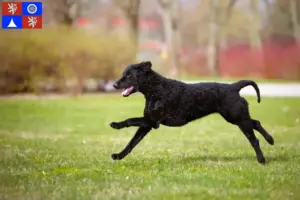 Mehr über den Artikel erfahren Curly Coated Retriever Züchter und Welpen in Liberec