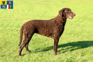 Mehr über den Artikel erfahren Curly Coated Retriever Züchter und Welpen in Mähren-Schlesien