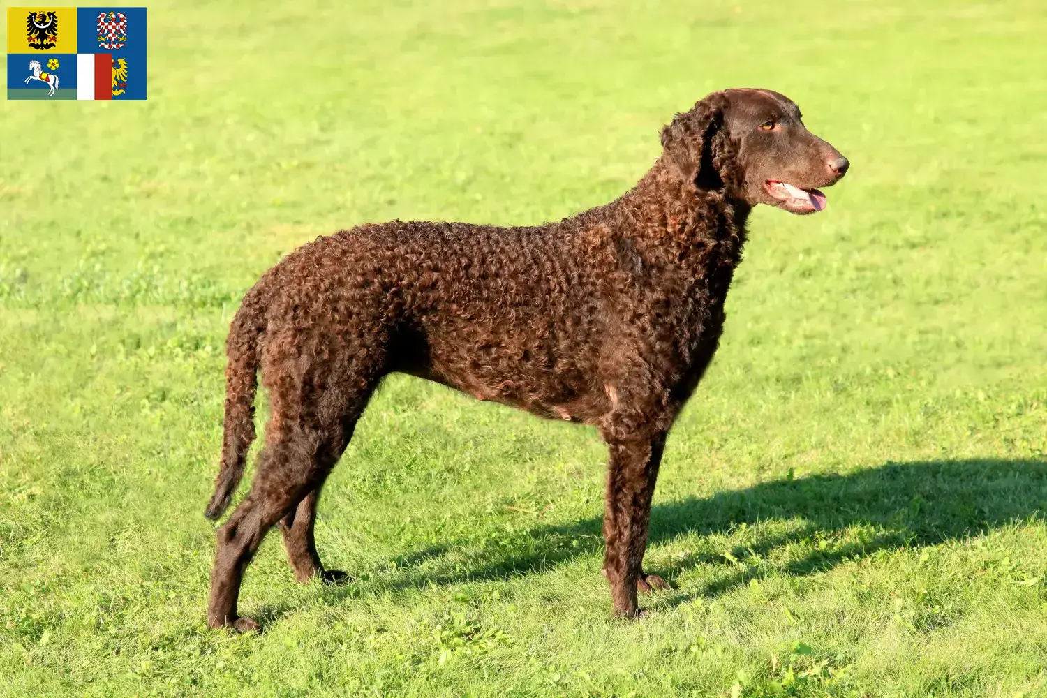 Curly Coated Retriever Welpen und Züchter Mähren-Schlesien Hier findest Du Curly Coated Retriever Züchter in Mähren-Schlesien.