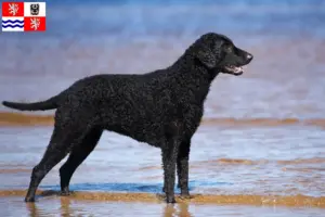 Mehr über den Artikel erfahren Curly Coated Retriever Züchter und Welpen in Mittelböhmen