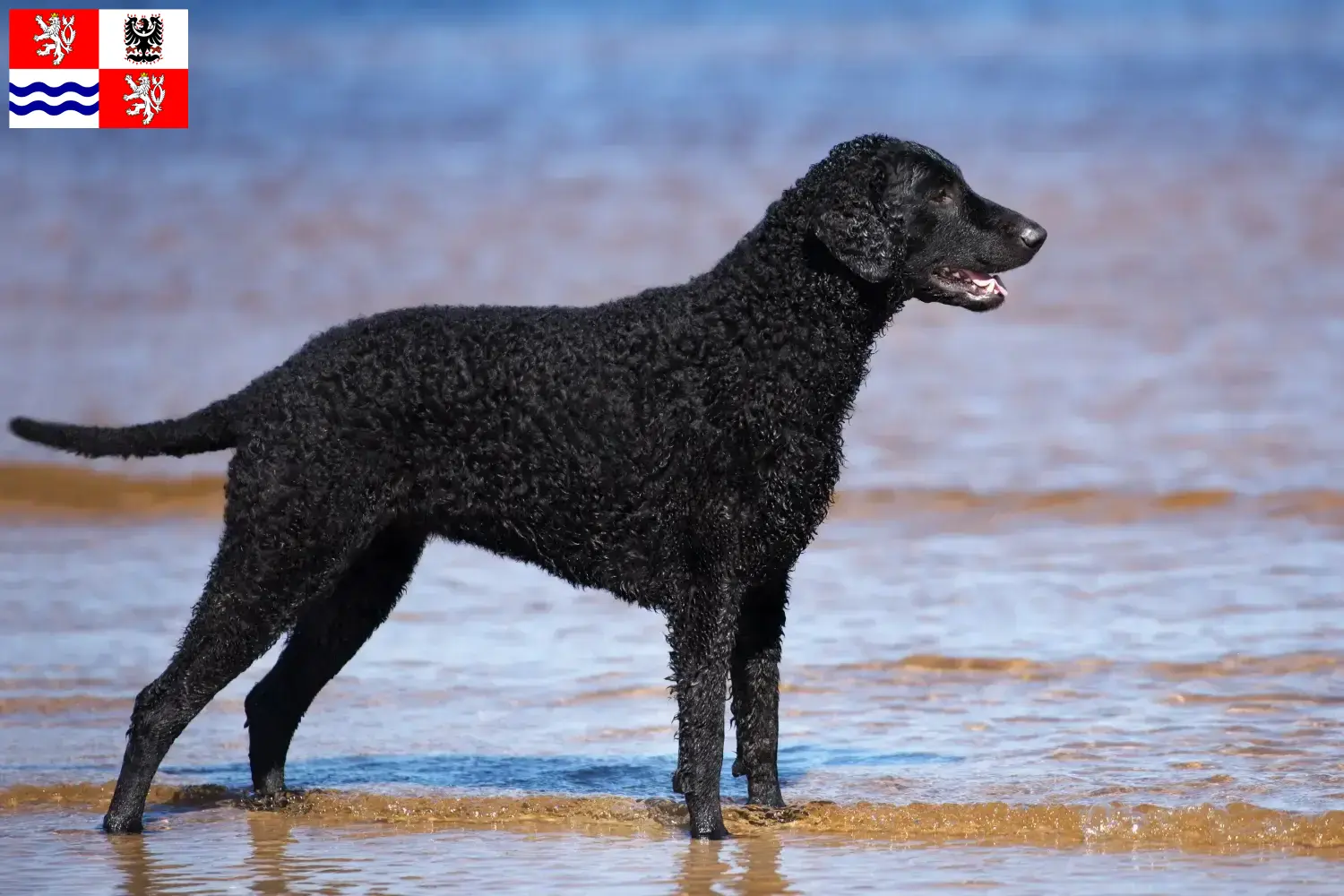 Curly Coated Retriever Welpen und Züchter Mittelböhmen Hier findest Du Curly Coated Retriever Züchter in Mittelböhmen.