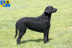 Mehr über den Artikel erfahren Curly Coated Retriever Züchter und Welpen in Olmütz