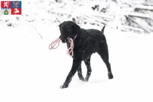 Mehr über den Artikel erfahren Curly Coated Retriever Züchter und Welpen in Pardubice