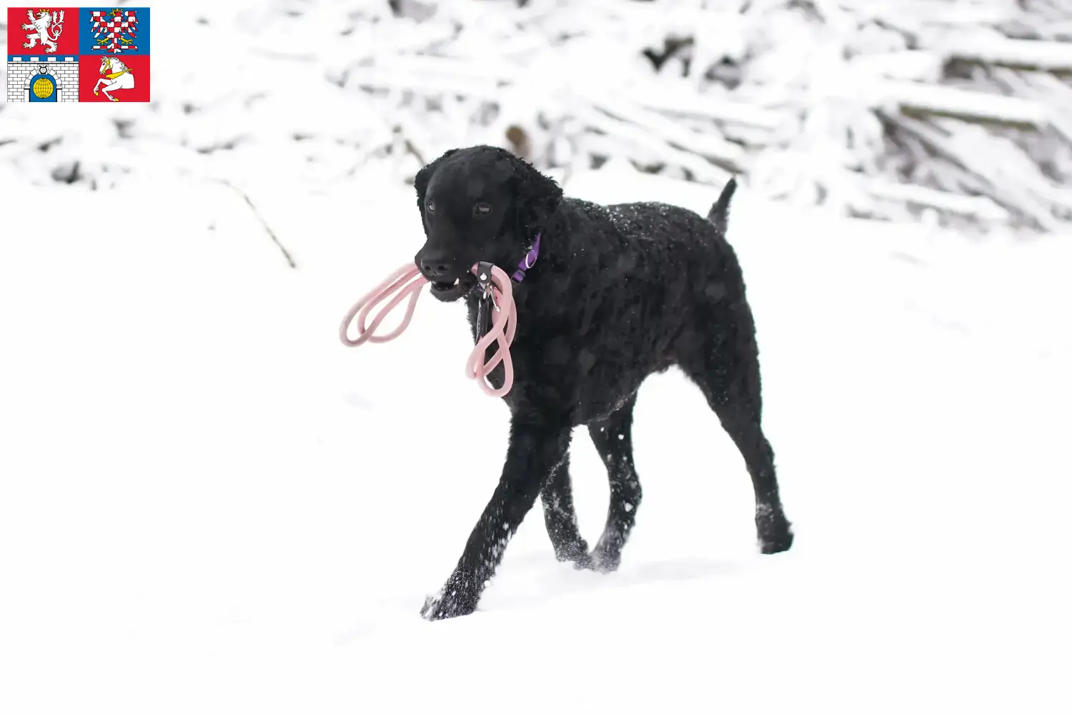 Curly Coated Retriever Welpen und Züchter Pardubice Hier findest Du Curly Coated Retriever Züchter in Pardubice.