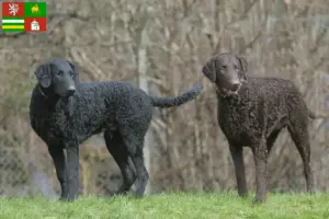 Mehr über den Artikel erfahren Curly Coated Retriever Züchter und Welpen in Pilsen