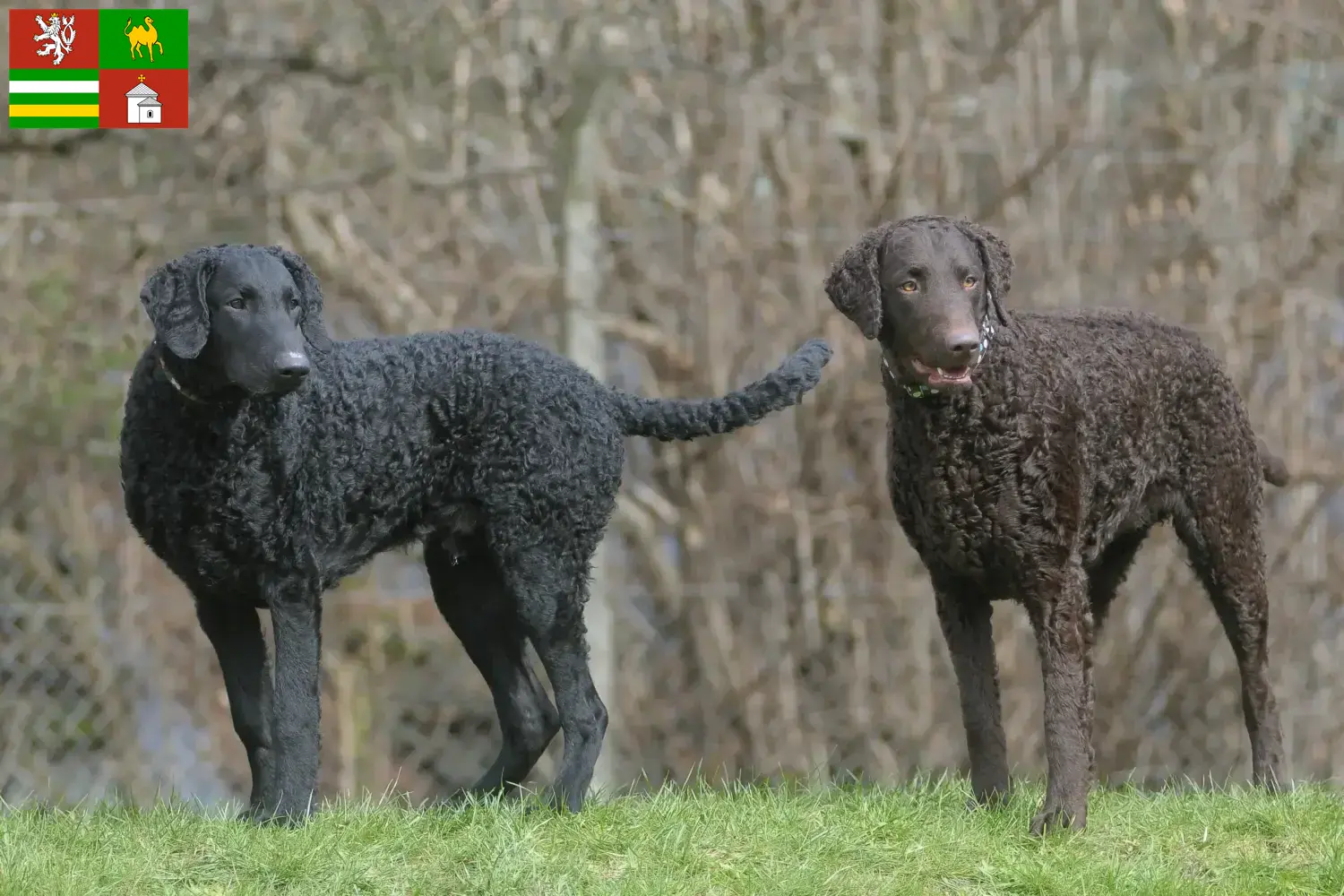 Curly Coated Retriever Welpen und Züchter Pilsen Hier findest Du Curly Coated Retriever Züchter in Pilsen.