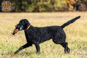 Mehr über den Artikel erfahren Curly Coated Retriever Züchter und Welpen in Prag