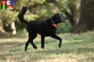 Mehr über den Artikel erfahren Curly Coated Retriever Züchter und Welpen in Südböhmen