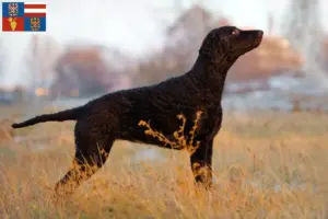 Mehr über den Artikel erfahren Curly Coated Retriever Züchter und Welpen in Südmähren
