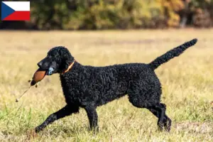 Mehr über den Artikel erfahren Curly Coated Retriever Züchter und Welpen in Tschechien