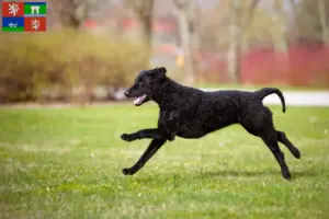 Mehr über den Artikel erfahren Curly Coated Retriever Züchter und Welpen in Ústí