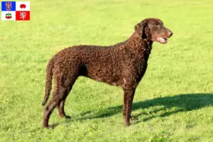 Mehr über den Artikel erfahren Curly Coated Retriever Züchter und Welpen in Vysočina