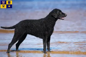 Mehr über den Artikel erfahren Curly Coated Retriever Züchter und Welpen in Zlín
