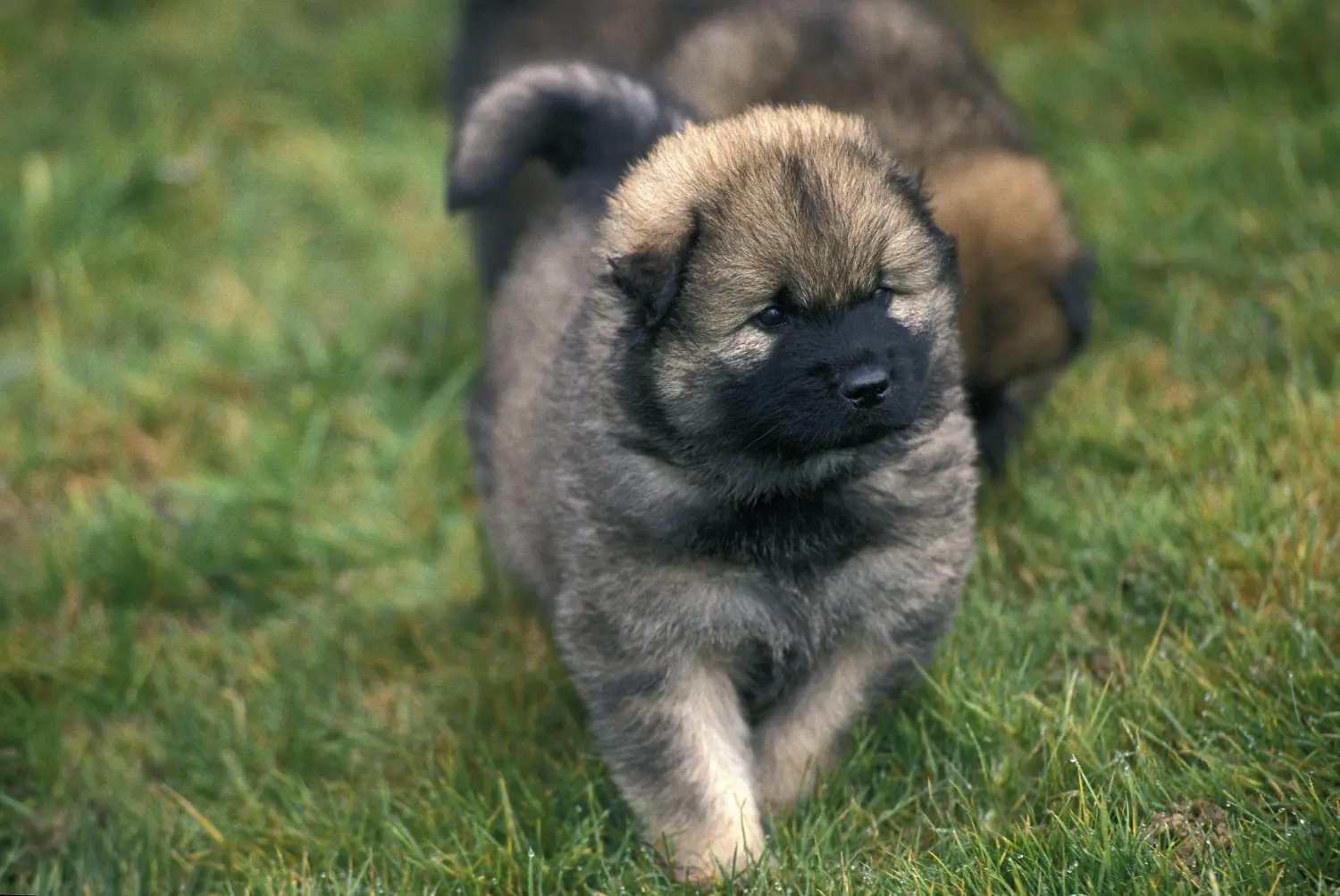 Einen Eurasier Welpen zu kaufen, bedeutet Verantwortung zu übernehmen! Eurasier Welpen kaufen.