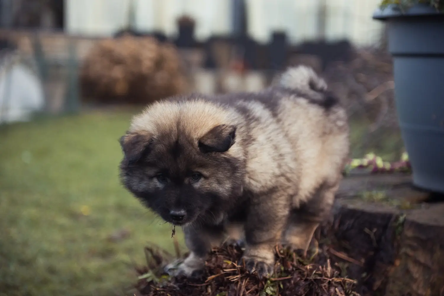 Einen Eurasier Welpen zu kaufen, bedeutet Verantwortung zu übernehmen! Eurasier Welpen kaufen.