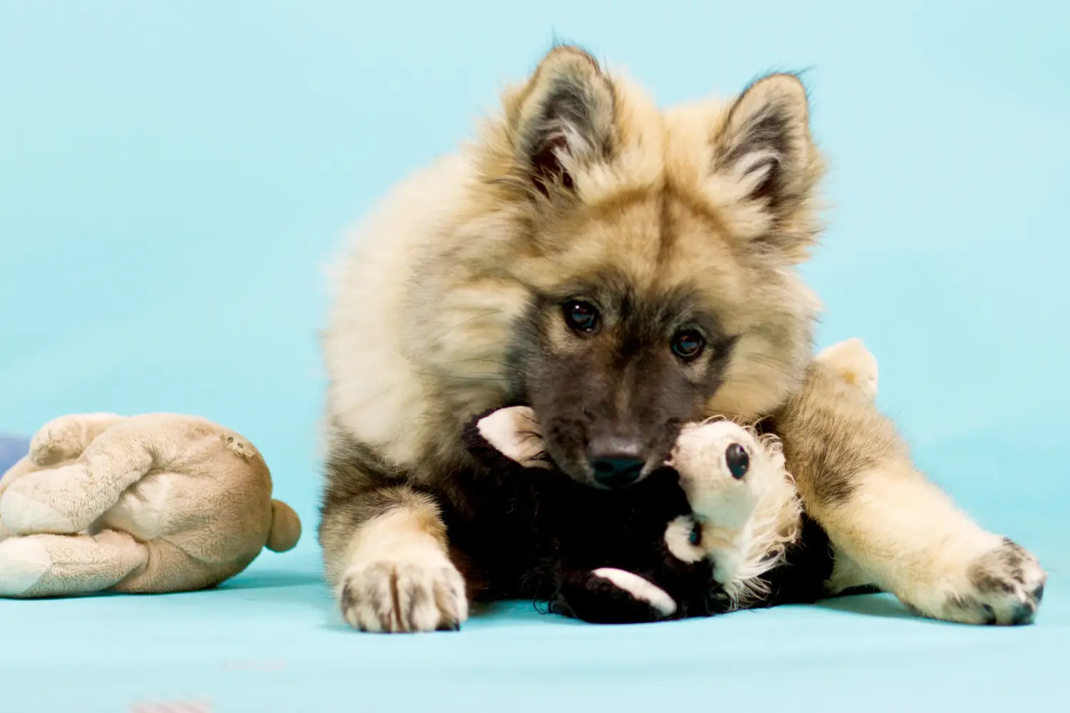 Einen Eurasier Welpen zu kaufen, bedeutet Verantwortung zu übernehmen! Eurasier Welpen kaufen.