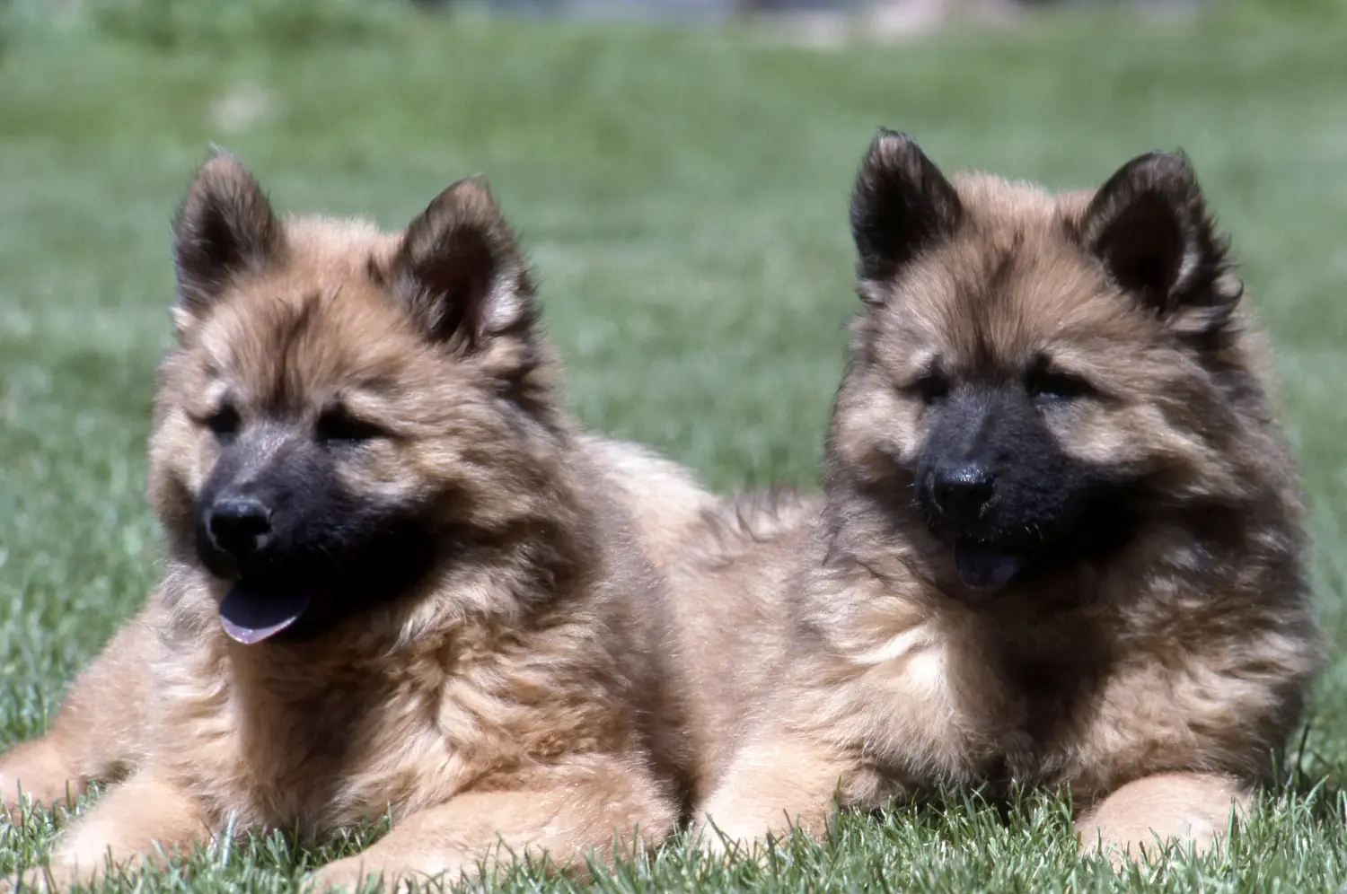 Einen Eurasier Welpen zu kaufen, bedeutet Verantwortung zu übernehmen! Eurasier Welpen kaufen.
