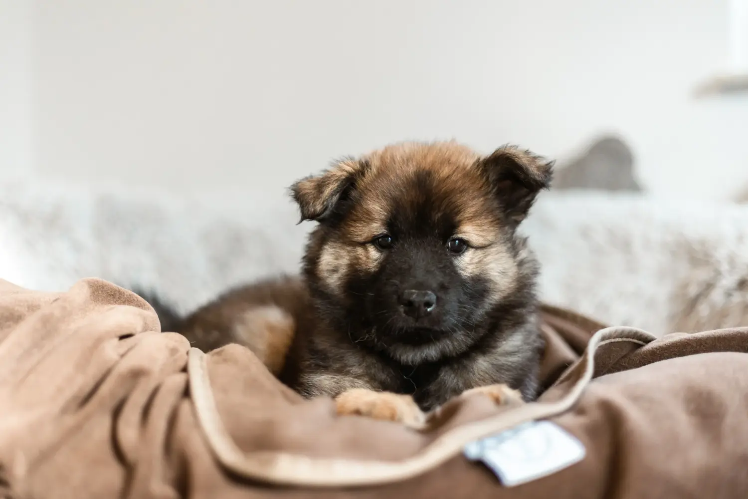 Einen Eurasier Welpen zu kaufen, bedeutet Verantwortung zu übernehmen! Eurasier Welpen kaufen.