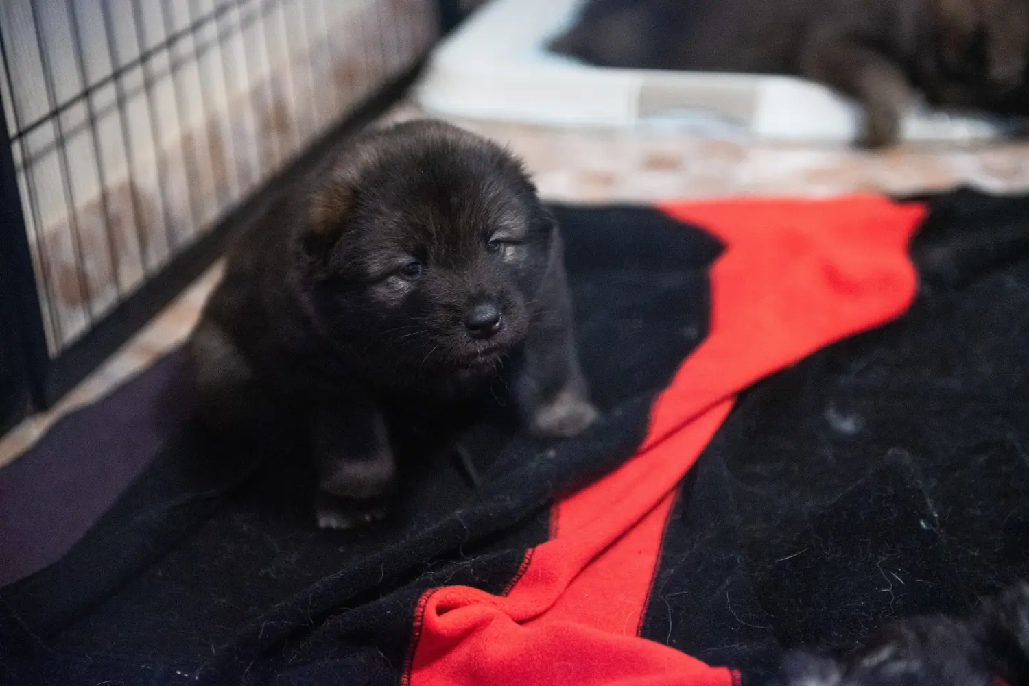 Einen Eurasier Welpen zu kaufen, bedeutet Verantwortung zu übernehmen! Eurasier Welpen kaufen.