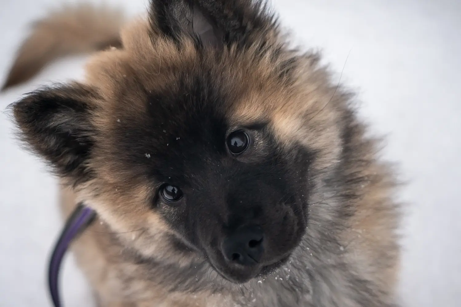 Einen Eurasier Welpen zu kaufen, bedeutet Verantwortung zu übernehmen! Eurasier Welpen kaufen.